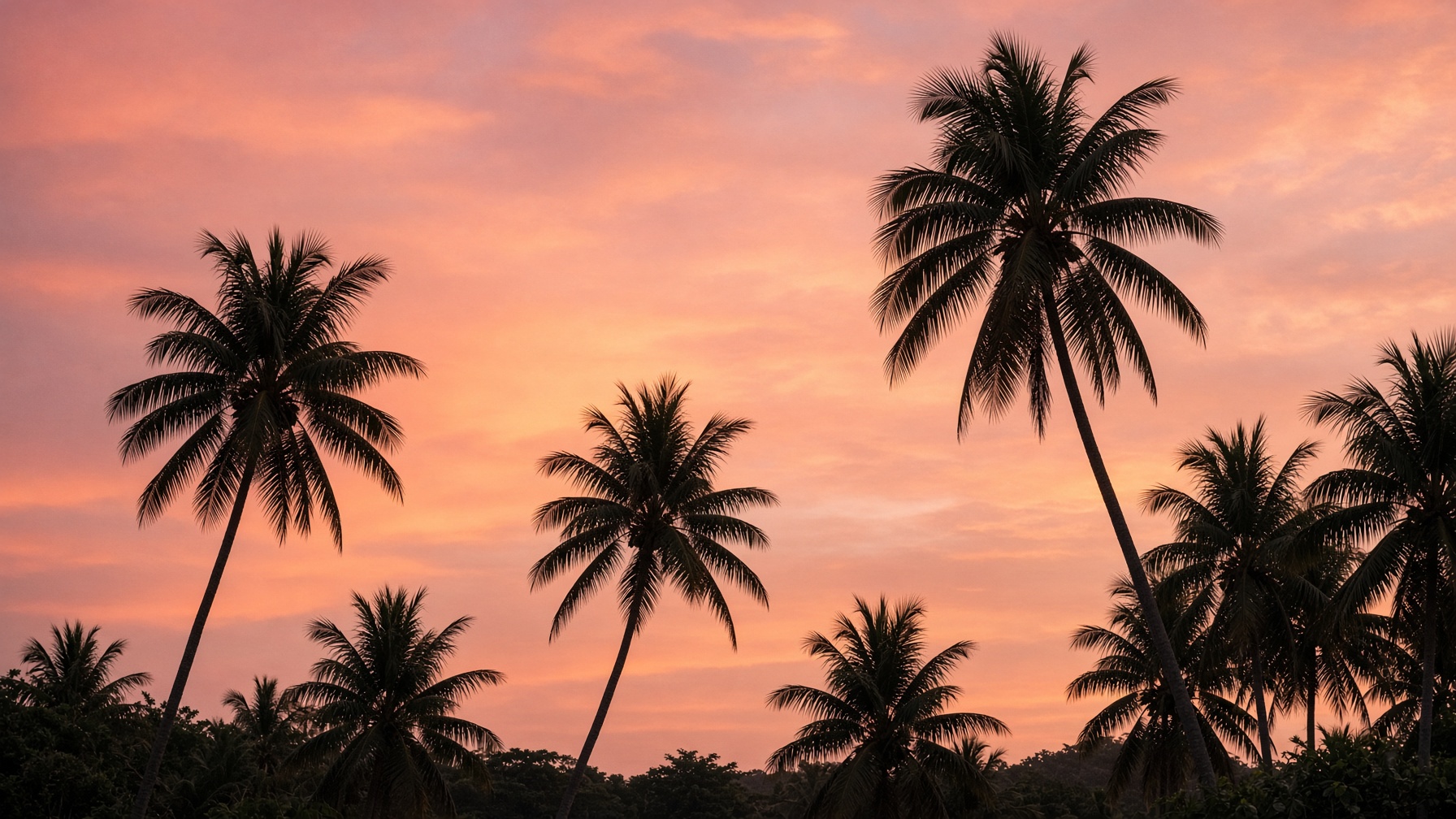 Palms against a peach sky